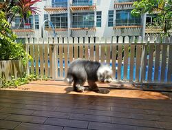 Sembawang Springs Estate (D27), Terrace #484254621